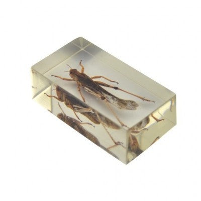 Insect in hars 5