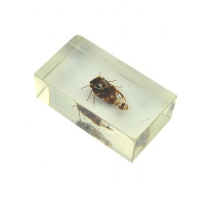 Insect in hars 20