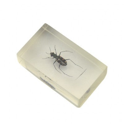 Insect in hars 41