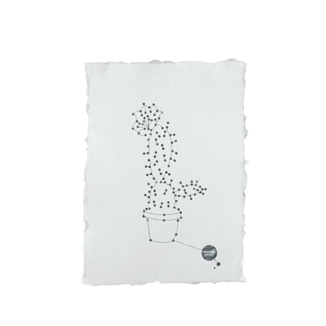 Animaal Amsterdam - Kaart The cactus