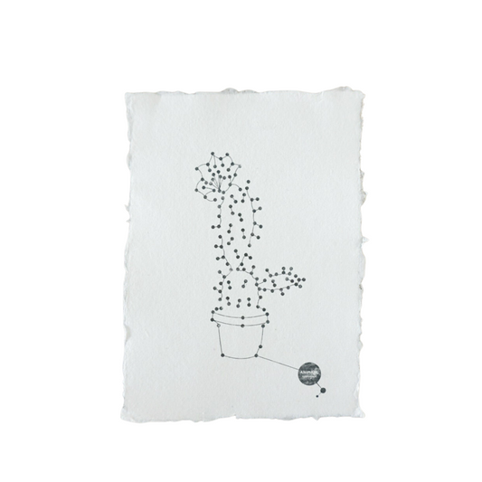 Animaal Amsterdam - Kaart The cactus